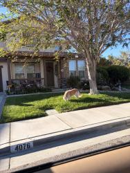 Found/Stray Unknown Dog last seen Boltz ranch, Palmdale, CA 93551