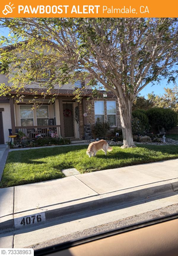 Found/Stray Unknown Dog last seen Boltz ranch, Palmdale, CA 93551