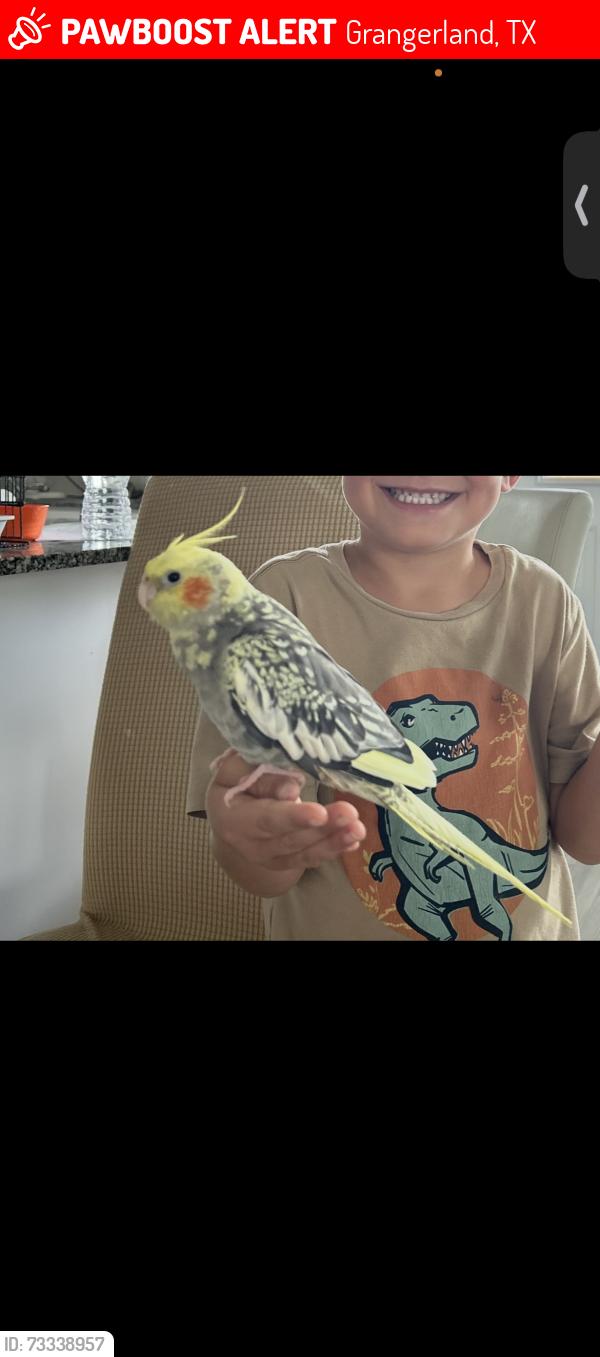 Lost Female Bird last seen Ash Landing Dr in Conroe, 77302, Mavera neighborhood, Grangerland, TX 77302