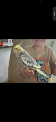 Lost Female Bird last seen Ash Landing Dr in Conroe, 77302, Mavera neighborhood, Grangerland, TX 77302