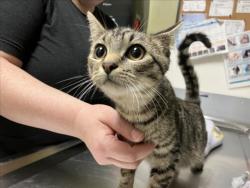 Shelter Stray Female Cat last seen HAMPTON POINTE WALMART, 1601 Eubanks Rd, Chapel Hill, NC 27516, USA