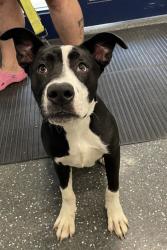 Shelter Stray Male Dog last seen FOUND OFF WESTERN BY AUTO ZONE, 2600 NE Perry Ave, Peoria, IL 61603, USA