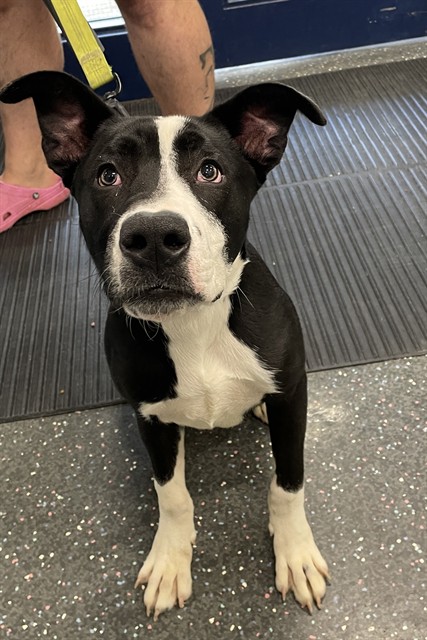 Shelter Stray Male Dog last seen FOUND OFF WESTERN BY AUTO ZONE, 2600 NE Perry Ave, Peoria, IL 61603, USA