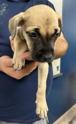 Shelter Stray Female Dog last seen Near BLOCK OLD HALLS FERRY/REDMAN AVE,63136, 10521 Baur Blvd, Olivette, MO 63132, USA