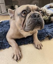 Shelter Stray Male Dog last seen WATERFORD DR. AND ST. CATHERINE ST-63033, 10521 Baur Blvd, Olivette, MO 63132, USA