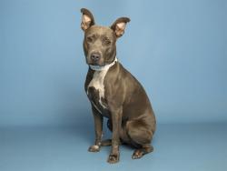 Shelter Stray Female Dog last seen 67TH AVE/LOWER BUCKEYE, 5501 E Van Buren St, Phoenix, AZ 85008, USA