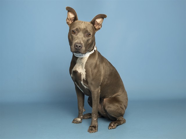 Shelter Stray Female Dog last seen 67TH AVE/LOWER BUCKEYE, 5501 E Van Buren St, Phoenix, AZ 85008, USA