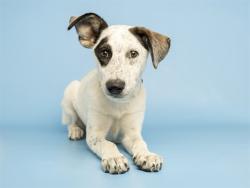 Shelter Stray Female Dog last seen 43RD AVE / GLENDALE AVE, 5501 E Van Buren St, Phoenix, AZ 85008, USA