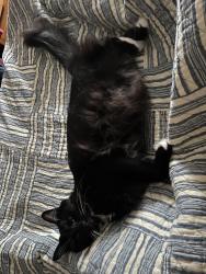 Reunited Male Cat last seen Portero Ave and 20th Street, San Francisco, CA 94110