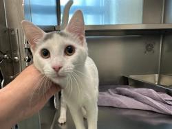 Shelter Stray Female Cat last seen DORCHESTER, 350 S Huntington Ave, Jamaica Plain, MA 02130, USA