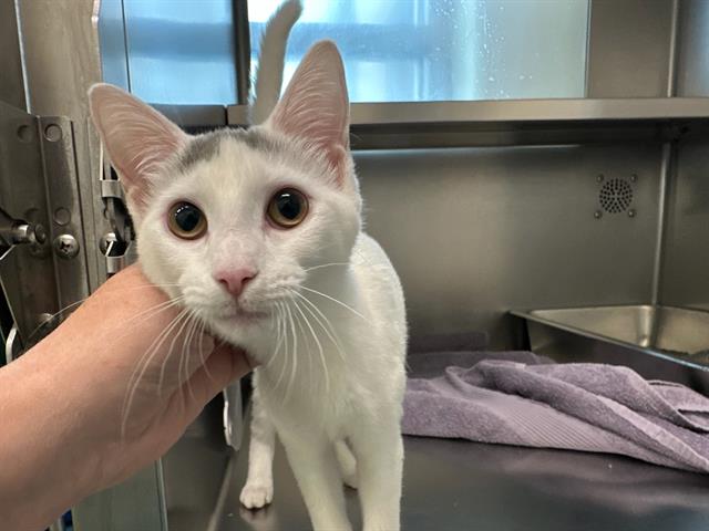 Shelter Stray Female Cat last seen DORCHESTER, 350 S Huntington Ave, Jamaica Plain, MA 02130, USA