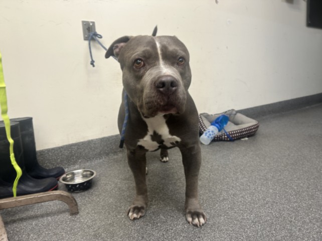 Shelter Stray Male Dog last seen , 3201 Lacy St, Los Angeles, CA 90031, USA