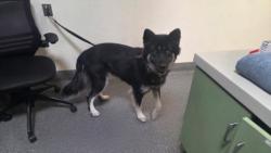 Shelter Stray Female Dog last seen , 3201 Lacy St, Los Angeles, CA 90031, USA