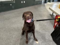 Shelter Stray Male Dog last seen , 3201 Lacy St, Los Angeles, CA 90031, USA