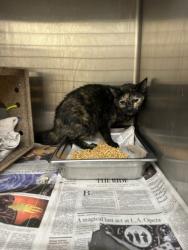 Shelter Stray Female Cat last seen , 3201 Lacy St, Los Angeles, CA 90031, USA