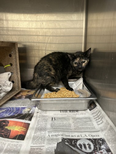 Shelter Stray Female Cat last seen , 3201 Lacy St, Los Angeles, CA 90031, USA