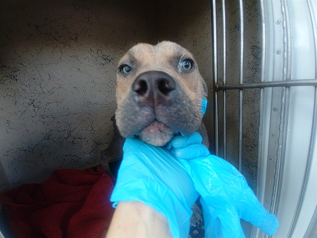 Shelter Stray Male Dog last seen Near BLOCK NW 14 CT, FORT LAUDERDALE FL 33311, 2400 SW 42nd St, Fort Lauderdale, FL 33312, USA