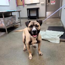 Shelter Stray Male Dog last seen Near BLOCK MELSON AVE, 2020 Forest St, Jacksonville, FL 32204, USA