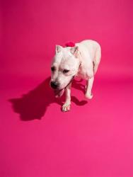 Shelter Stray Female Dog last seen ROOSEVELT BLVD, 2020 Forest St, Jacksonville, FL 32204, USA