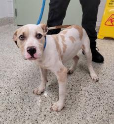 Shelter Stray Male Dog last seen Near BLOCK ANDOVER ST, DETROIT, MI 48203, 7401 Chrysler Dr, Detroit, MI 48211, USA
