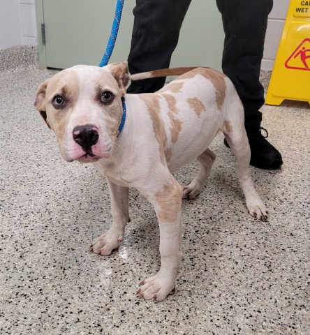 Shelter Stray Male Dog last seen Near BLOCK ANDOVER ST, DETROIT, MI 48203, 7401 Chrysler Dr, Detroit, MI 48211, USA