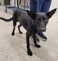 Shelter Stray Male Dog last seen Near BLOCK STOUT ST, DETROIT, MI 48228, 7401 Chrysler Dr, Detroit, MI 48211, USA