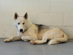 Shelter Stray Male Dog last seen Near BLOCK VUELTA VENTURA SANTA FE NM 87507, 100 Caja Del Rio Rd, Santa Fe, NM 87507, USA