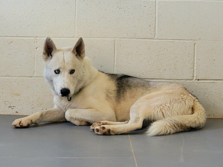 Shelter Stray Male Dog last seen Near BLOCK VUELTA VENTURA SANTA FE NM 87507, 100 Caja Del Rio Rd, Santa Fe, NM 87507, USA