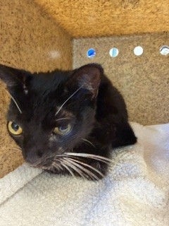 Shelter Stray Unknown Cat last seen ALAMANCE COUNTY, 221 Stone Quarry Rd, Burlington, NC 27217, USA