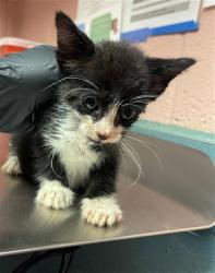 Shelter Stray Male Cat last seen Near BLOCK HUMANE LN, 127 Humane Ln, Columbia, SC 29201, USA