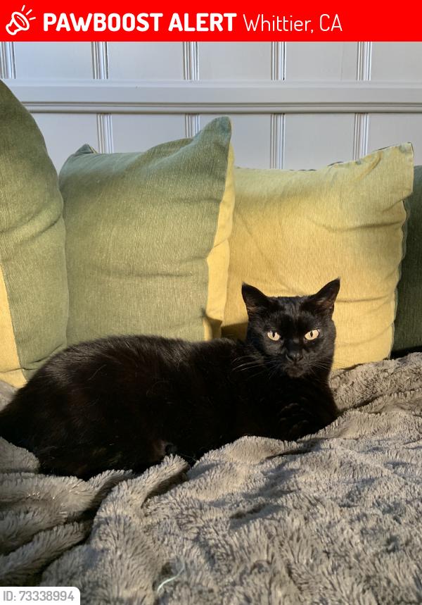 Lost Female Cat last seen Russell and bogardus, Whittier, CA 90603