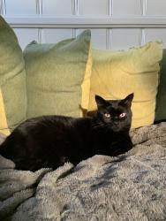 Lost Female Cat last seen Russell and bogardus, Whittier, CA 90603