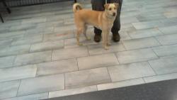 Shelter Stray Male Dog last seen CHARLOTTE, 8315 Byrum Dr, Charlotte, NC 28217, USA