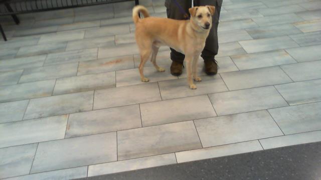 Shelter Stray Male Dog last seen CHARLOTTE, 8315 Byrum Dr, Charlotte, NC 28217, USA