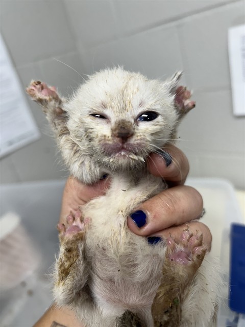 Shelter Stray Female Cat last seen , 1601 Airport Rd, Shelby, NC 28150, USA
