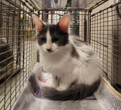 Shelter Stray Male Cat last seen 6900S W COMMERCE, 4710 TX-151, San Antonio, TX 78227, USA