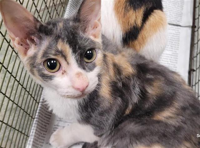 Shelter Stray Female Cat last seen 6900S W COMMERCE, 4710 TX-151, San Antonio, TX 78227, USA