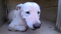 Shelter Stray Male Dog last seen PARKLANE ST, 4950 SW Triana Blvd, Huntsville, AL 35805, USA