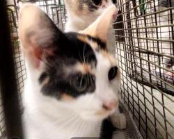 Shelter Stray Female Cat last seen 6900S W COMMERCE, 4710 TX-151, San Antonio, TX 78227, USA