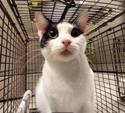 Shelter Stray Male Cat last seen 6900S W COMMERCE, 4710 TX-151, San Antonio, TX 78227, USA