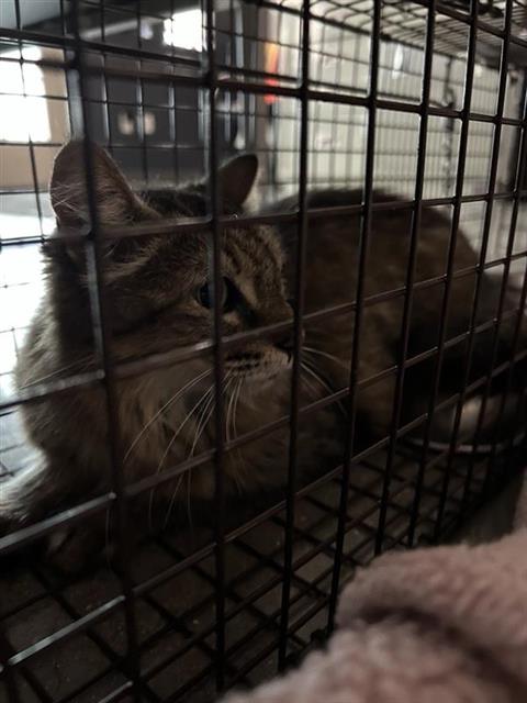 Shelter Stray Female Cat last seen , 4710 TX-151, San Antonio, TX 78227, USA