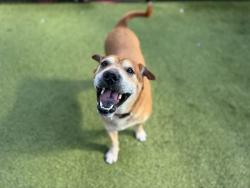 Shelter Stray Female Dog last seen Near BLOCK NW 196TH TER, 3599 NW 79th Ave, Doral, FL 33122, USA