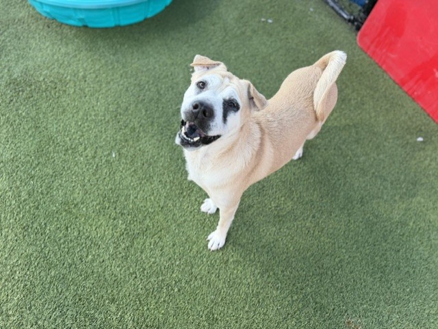 Shelter Stray Female Dog last seen Near BLOCK NW 196TH TER, 3599 NW 79th Ave, Doral, FL 33122, USA