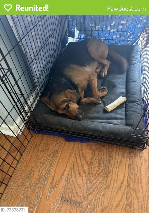 Reunited Male Dog last seen Ficus Ln, Fayetteville, GA 30215