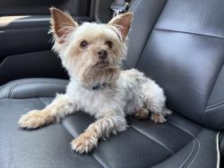 Found/Stray Male Dog last seen North Springs Spring Valley community, Spring Valley, SC 29730