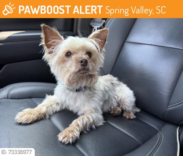 Found/Stray Male Dog last seen North Springs Spring Valley community, Spring Valley, SC 29730
