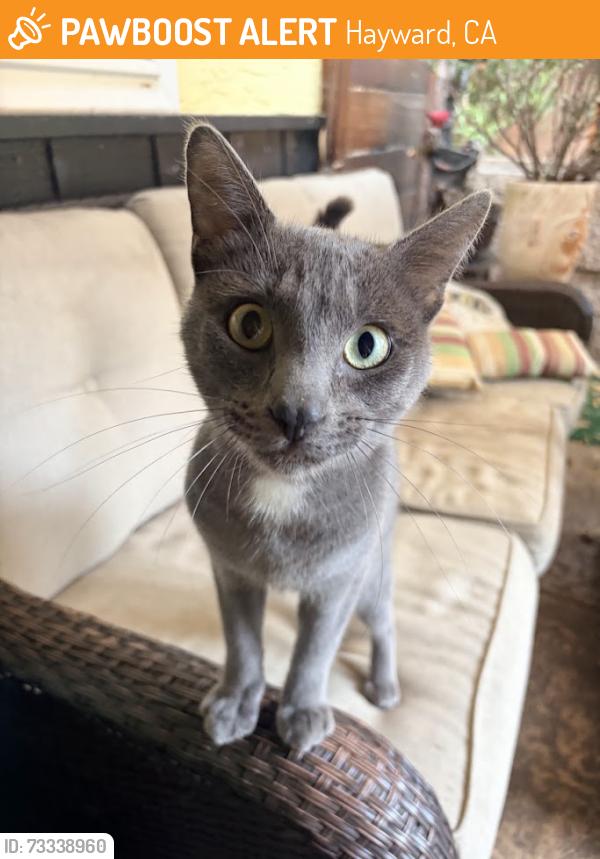 Found/Stray Male Cat last seen Mission Blvd, Hayward, CA 94542