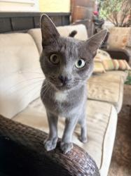 Found/Stray Male Cat last seen Mission Blvd, Hayward, CA 94542