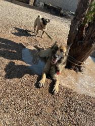 Reunited Unknown Dog last seen 12th Ave & 11th Ave Near Delicias Mexican Grill, Tucson, AZ 85756