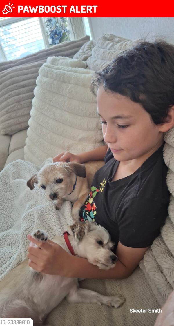Lost Female Dog last seen Meridian and 6th, Maricopa County, AZ 85120